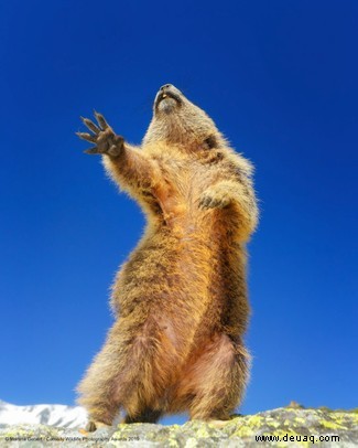 Das freche Löwenfoto führt die Shortlist der 40 Comedy Wildlife Photography Awards 2019 an 