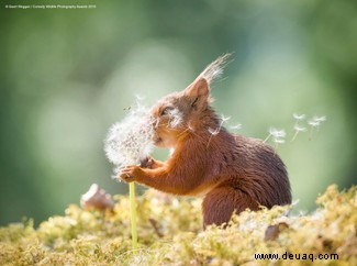 Das freche Löwenfoto führt die Shortlist der 40 Comedy Wildlife Photography Awards 2019 an 