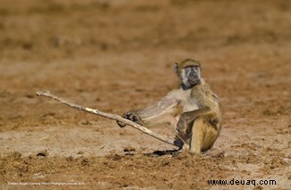 Das freche Löwenfoto führt die Shortlist der 40 Comedy Wildlife Photography Awards 2019 an 