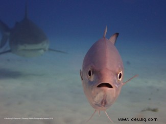 Das freche Löwenfoto führt die Shortlist der 40 Comedy Wildlife Photography Awards 2019 an 