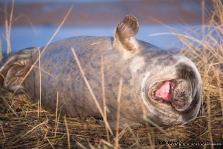 Das freche Löwenfoto führt die Shortlist der 40 Comedy Wildlife Photography Awards 2019 an 