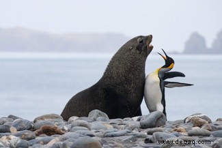 Das freche Löwenfoto führt die Shortlist der 40 Comedy Wildlife Photography Awards 2019 an 