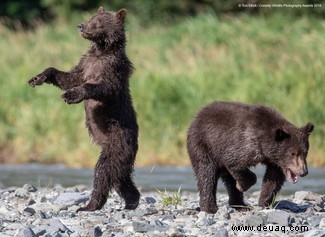 Das freche Löwenfoto führt die Shortlist der 40 Comedy Wildlife Photography Awards 2019 an 