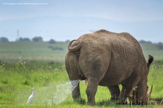 Das freche Löwenfoto führt die Shortlist der 40 Comedy Wildlife Photography Awards 2019 an 