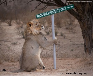 Das freche Löwenfoto führt die Shortlist der 40 Comedy Wildlife Photography Awards 2019 an 