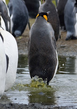 Das freche Löwenfoto führt die Shortlist der 40 Comedy Wildlife Photography Awards 2019 an 