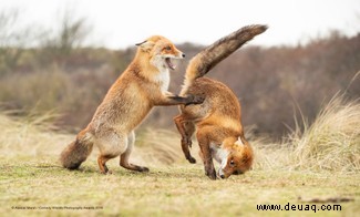 Das freche Löwenfoto führt die Shortlist der 40 Comedy Wildlife Photography Awards 2019 an 