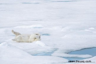 Das freche Löwenfoto führt die Shortlist der 40 Comedy Wildlife Photography Awards 2019 an 