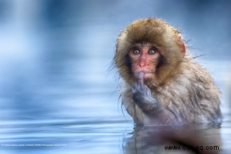 Das freche Löwenfoto führt die Shortlist der 40 Comedy Wildlife Photography Awards 2019 an 