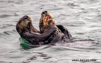 Das freche Löwenfoto führt die Shortlist der 40 Comedy Wildlife Photography Awards 2019 an 