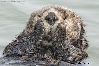 Das freche Löwenfoto führt die Shortlist der 40 Comedy Wildlife Photography Awards 2019 an 