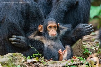 Das freche Löwenfoto führt die Shortlist der 40 Comedy Wildlife Photography Awards 2019 an 