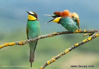 Das freche Löwenfoto führt die Shortlist der 40 Comedy Wildlife Photography Awards 2019 an 