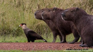 Das freche Löwenfoto führt die Shortlist der 40 Comedy Wildlife Photography Awards 2019 an 