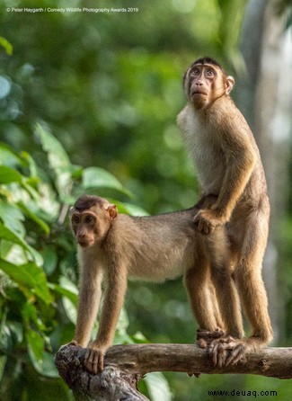 Das freche Löwenfoto führt die Shortlist der 40 Comedy Wildlife Photography Awards 2019 an 