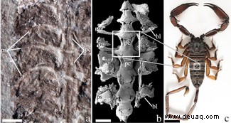 Prähistorischer Skorpion, eine der ersten Kreaturen, die auf trockenes Land huschen 