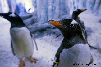 Die Evolution würde wahrscheinlich zu „sehr ähnlich aussehenden Organismen“ führen, wenn sie neu beginnen würde 