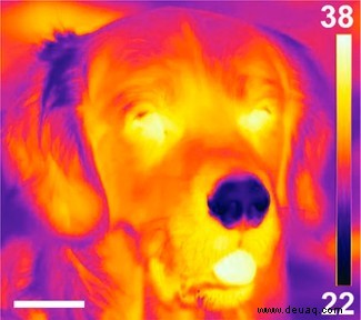 Die kalten Nasen von Hunden sind „ultraempfindliche Wärmemelder“ 