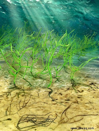 Milliarden Jahre altes Algenfossil deutet darauf hin, dass Algen 200 Millionen Jahre älter sind, als wir bisher angenommen haben 