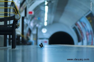 Die Mäuse der Londoner U-Bahn gewinnen den Wildlife Photographer of the Year 2019 LUMIX People s Choice Award 