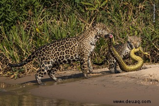 Die Mäuse der Londoner U-Bahn gewinnen den Wildlife Photographer of the Year 2019 LUMIX People s Choice Award 