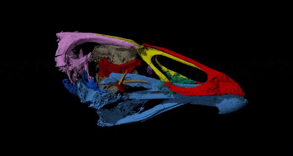Lernen Sie „Wonderchicken“ kennen, das älteste bekannte Fossil eines modernen Vogels 