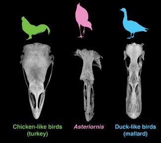 Lernen Sie „Wonderchicken“ kennen, das älteste bekannte Fossil eines modernen Vogels 