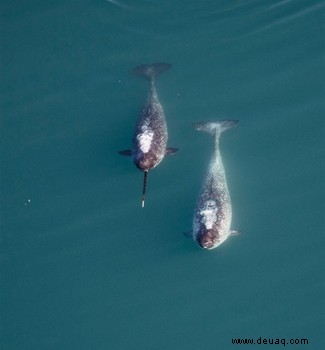 Auf die Größe kommt es an:Die langen Stoßzähne der Narwale helfen ihnen bei der Partnersuche 