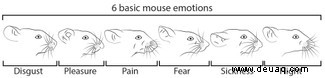 Mäuse zeigen ihre Emotionen auf ihren Gesichtern, genau wie Menschen 