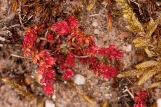 Wildblumen, die durch den Klimawandel gezwungen sind, nach Norden zu ziehen, werden bald nirgendwo mehr hingehen können, warnen Experten 