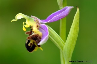 Wildblumen, die durch den Klimawandel gezwungen sind, nach Norden zu ziehen, werden bald nirgendwo mehr hingehen können, warnen Experten 