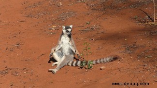 Lemuren kreieren einen fruchtigen Duft, um Partner anzulocken 