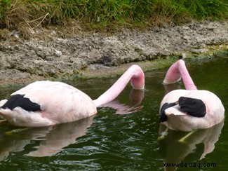 Flamingos schließen lang anhaltende Freundschaften, gleichgeschlechtliche Bindungen und „eheliche“ Verbindungen 