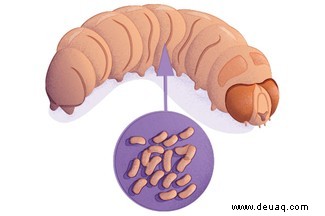 Lernen Sie den Wachswurm kennen, eine plastikfressende Raupe, die unser Abfallproblem lösen könnte 