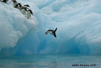 Pinguine helfen Forschern, die am stärksten gefährdeten Gebiete der Antarktis zu identifizieren 