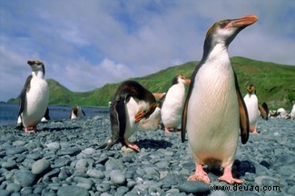 Pinguine helfen Forschern, die am stärksten gefährdeten Gebiete der Antarktis zu identifizieren 