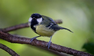 Vögel kühlen ihre Schnäbel, wenn Nahrung knapp ist, um Energie zu sparen 