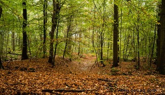 Kann das Wood-Wide Web wirklich helfen, dass Bäume miteinander sprechen? 