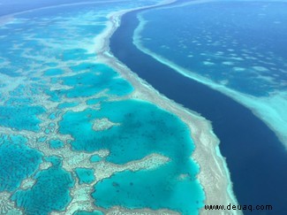 „Hitzetolerante“ Mikroalgen könnten Korallenriffe vor dem Ausbleichen bewahren 
