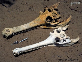 Geschlechtsunterschiede bei Dinosauriern allein anhand von Fossilien „schwer zu erkennen“. 