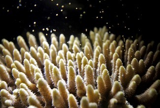 „Hitzetolerante“ Mikroalgen könnten Korallenriffe vor dem Ausbleichen bewahren 