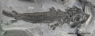 Die kieselartigen Zähne des Ichthyosauriers „zermalmten die Panzer ihrer Beute“ 