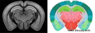Mit Einzelzellauflösung kartiertes Mausgehirn 