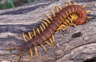 Vier tierische „Fakten“, die völlig falsch sind 