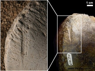 Kannibalen-Dinosaurier könnten einst die spätjurassische Erde durchstreift haben 