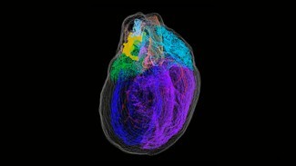 Virtuelle 3D-Nachbildung des Herzens zeigt Netzwerk von Nervenzellen 