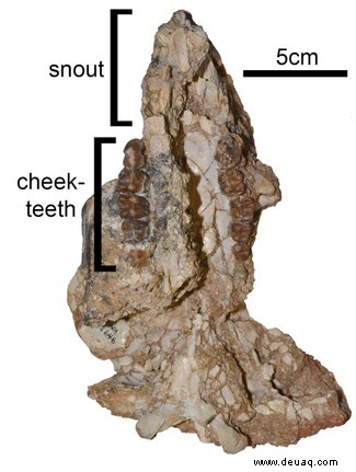 25 Millionen Jahre alter Mega-Wombat „ungefähr so ​​groß wie ein Schwarzbär“ entdeckt 