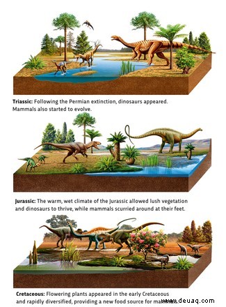 Evolution der Säugetiere:Wie alte Fossilien die Geheimnisse unserer frühesten Vorfahren enthüllen 
