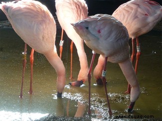 Die pinkesten Flamingos sind die aggressivsten, Studienfunde 