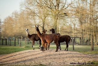 COVID-19:Lama-basierte Antikörperbehandlung „neutralisiert“ das Virus 